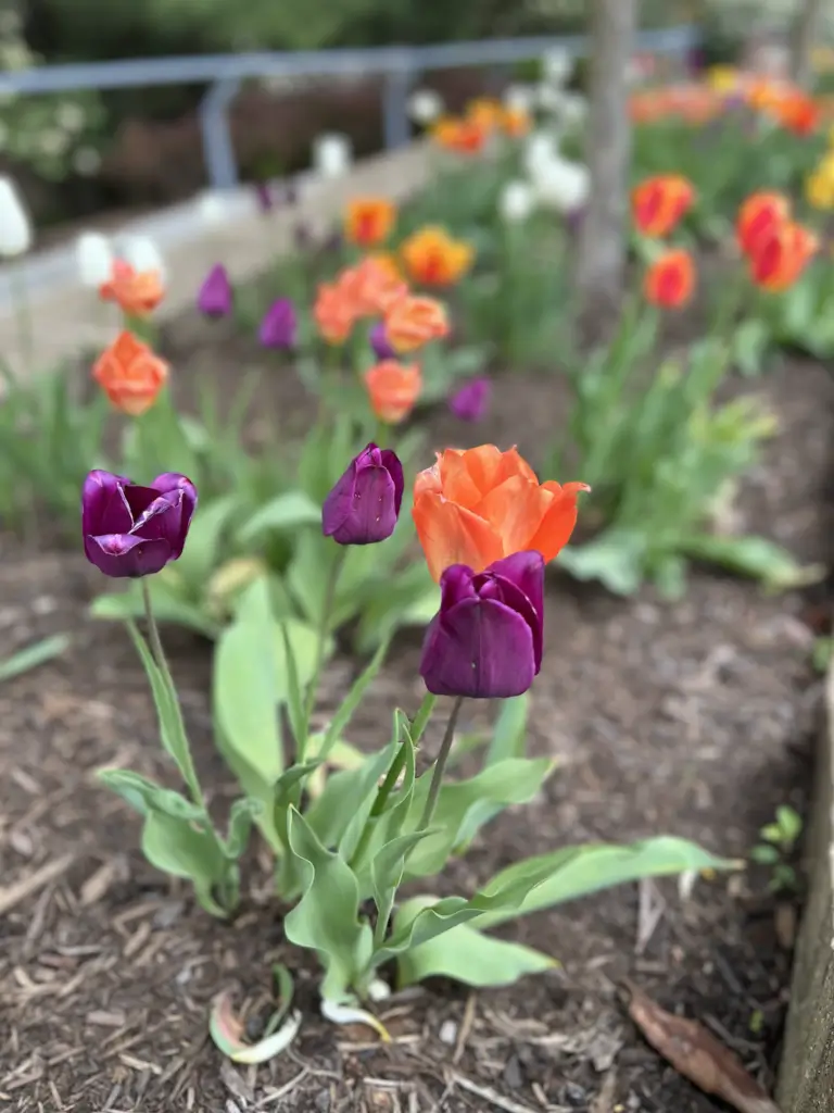 Colorful flowers are beautifying this garden area