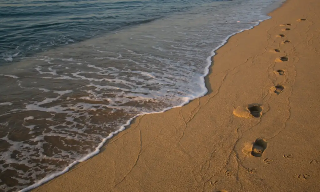 marks of the foot by the side of the seashore