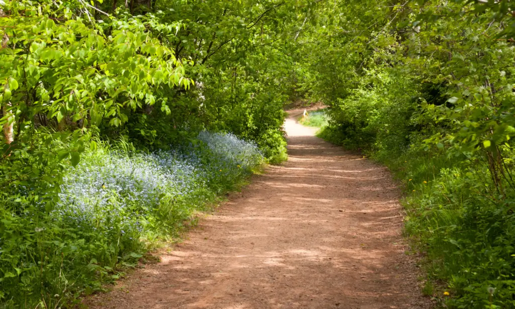 a road in a forest surrounded by bushes